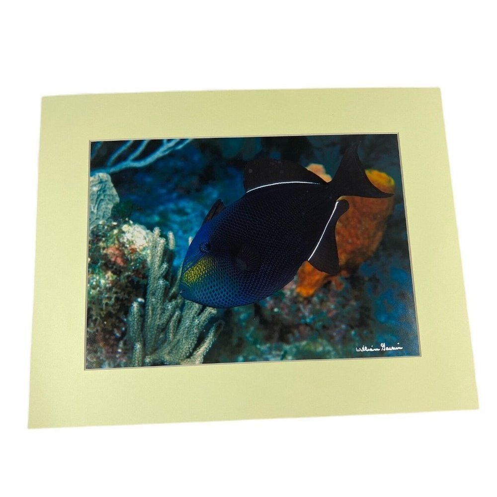 Underwater Trigger Fish Sea Ocean 8x10 Matted Photo In 11x14 Signed By Artist